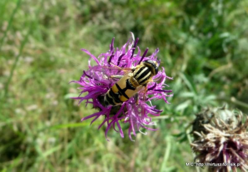 Helophilus sp.