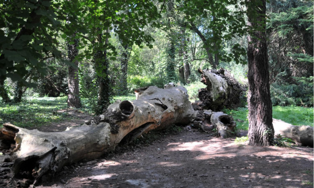 Park przy zamku w Kórniku - Arboretum