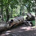 Park przy zamku w Kórniku - Arboretum