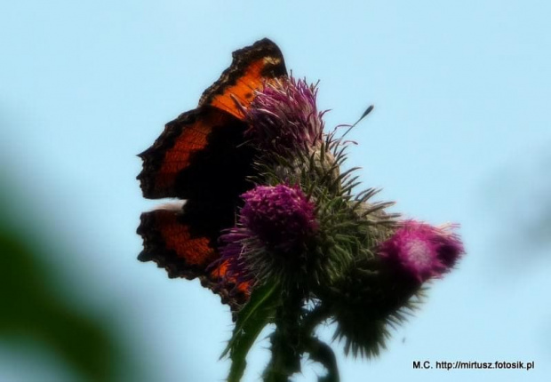 Rusałka pokrzywnik (Aglais urticae)