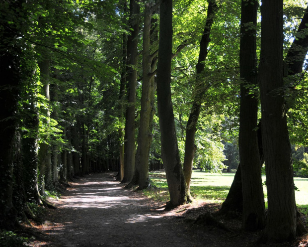 Park przy zamku w Kórniku - Arboretum