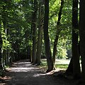 Park przy zamku w Kórniku - Arboretum