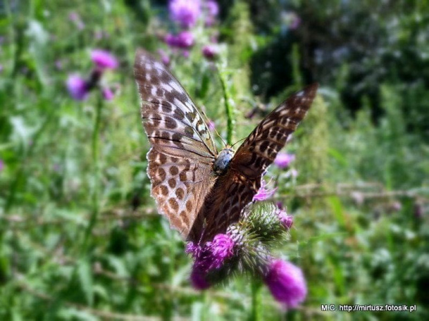 Perłowiec malinowiec, dostojka malinowiec (Argynnis paphia)