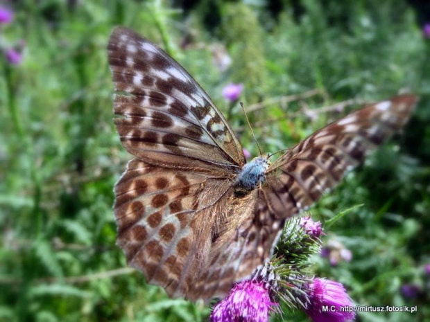 Perłowiec malinowiec, dostojka malinowiec (Argynnis paphia)