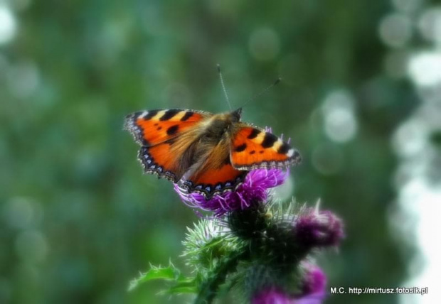 Rusałka pokrzywnik (Aglais urticae)