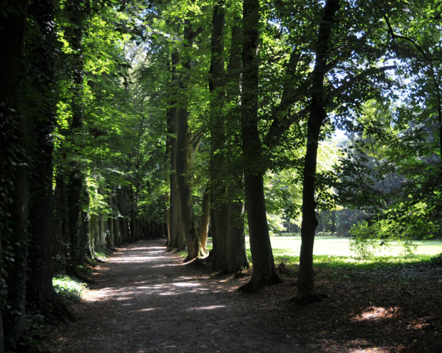 Park przy zamku w Kórniku - Arboretum