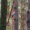 sójka (Garrulus glandarius)