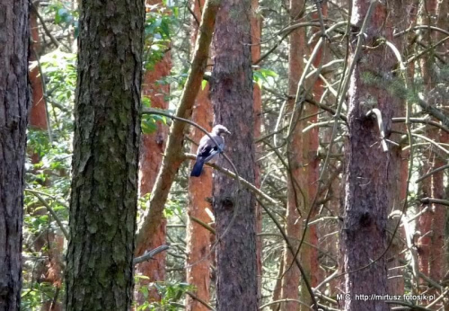 sójka (Garrulus glandarius)