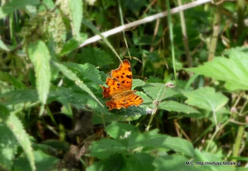 Rusałka ceik (Polygonia c-album)