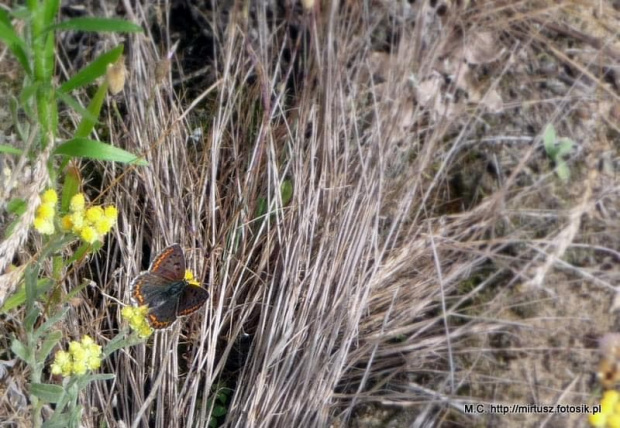 Czerwończyk uroczek (Lycaena tityrus)