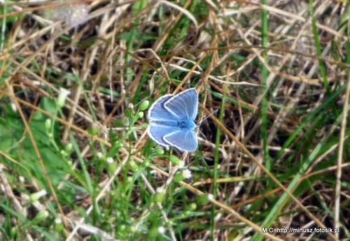 Modraszek ikar (mnogooczek lazurek) (Polyommatus icarus)