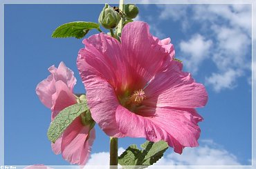 #MALWY #KWIATY #OGRÓD #LATO