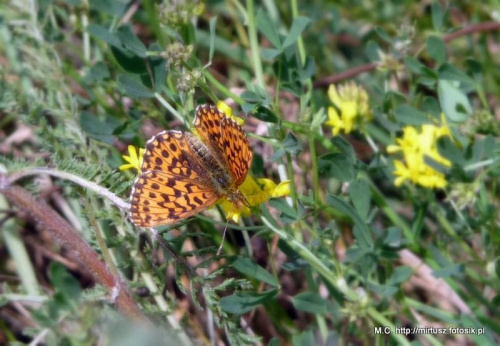 Dostojka niobe (Argynnis niobe)