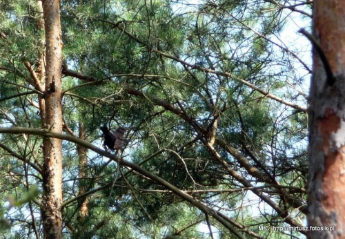 Kos (Turdus merula)