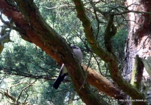 sójka (Garrulus glandarius)