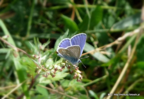 Modraszek ikar (mnogooczek lazurek) (Polyommatus icarus)