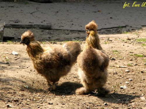 czy widzieliście kiedyś kury futerkowe ? :)