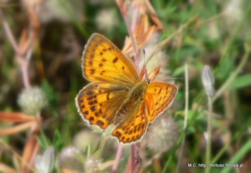 Czerwończyk dukacik (Lycaena virgaureae)