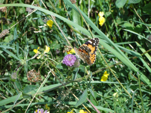 Motylkowe starania... #motyl #owad #łąka