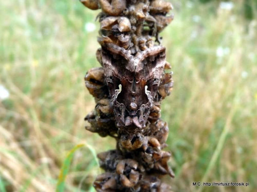 Błyszczka jarzynówka Autographa gamma?