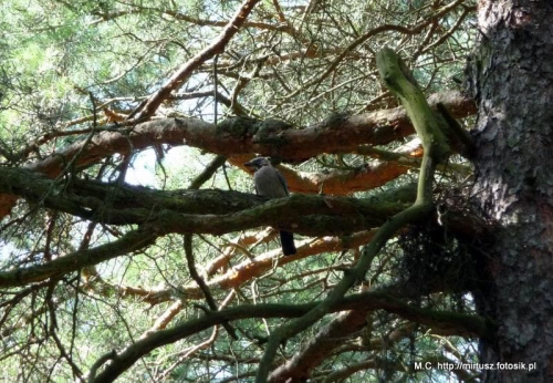 sójka (Garrulus glandarius)