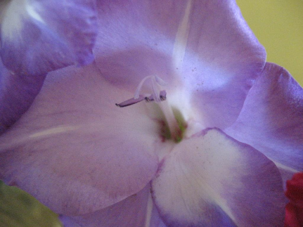 gladiole - mieczyki