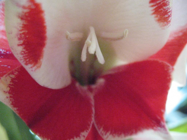 gladiole - mieczyki