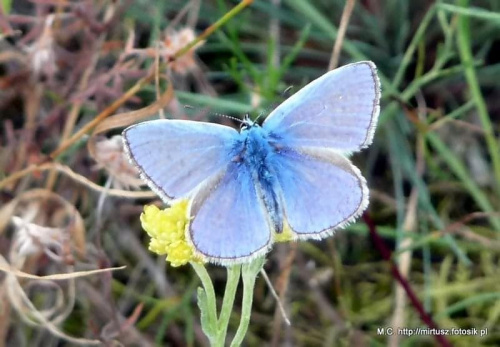 Modraszek ikar (mnogooczek lazurek) (Polyommatus icarus)