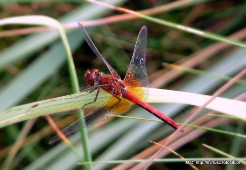 Szablak żółty Sympetrum flaveolum