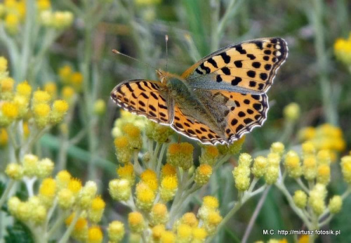 Issoria lathonia - Dostojka latonia