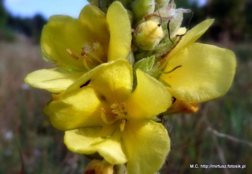 Dziewanna (Verbascum L.)