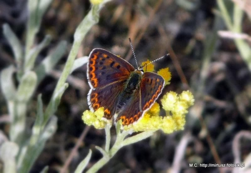 Czerwończyk uroczek (Lycaena tityrus)