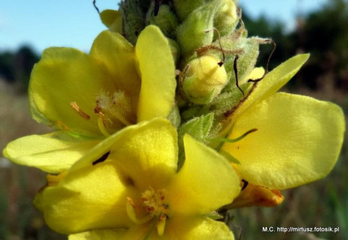 Dziewanna (Verbascum L.)