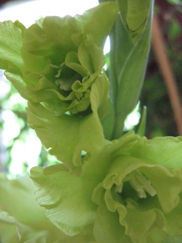 gladiola