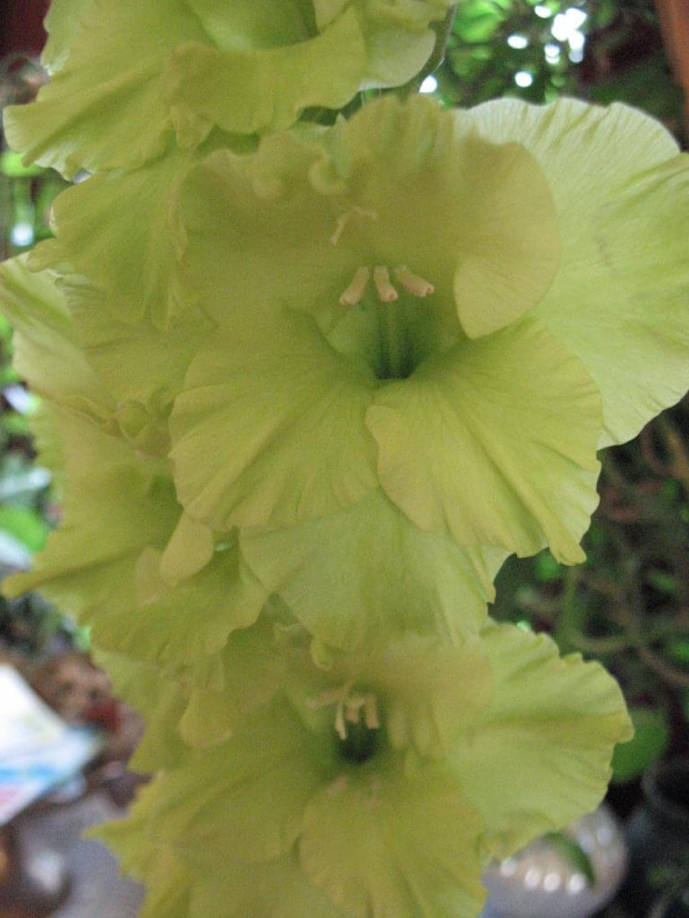 gladiola