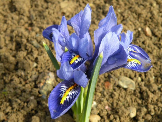 Iris reticulata