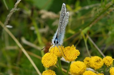 owady z leśnych wycieczek #modraszek #motyl #owad