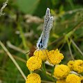 owady z leśnych wycieczek #modraszek #motyl #owad