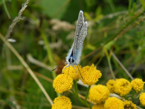 owady z leśnych wycieczek #modraszek #motyl #owad