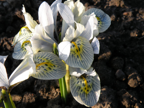 Iris 'Katharine Hodgkin'