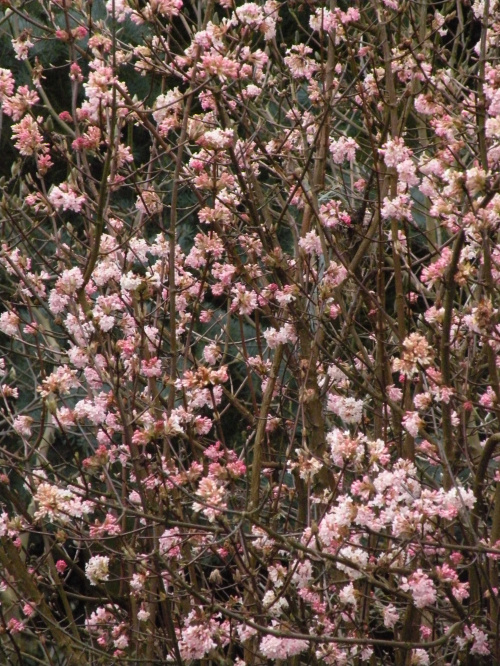 Viburnum 'Dawn'