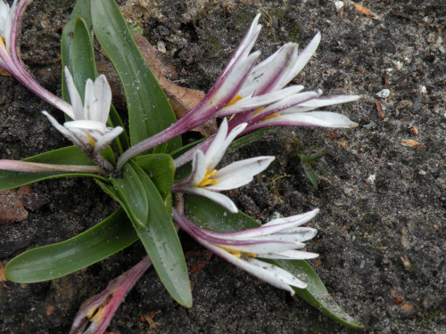 Colchicum kesselringi