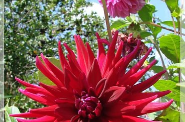 #DALIE #KWIATY #OGRÓD