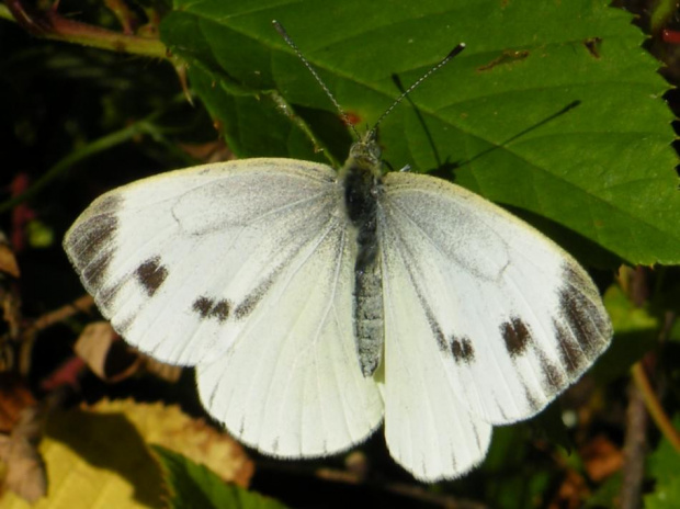 owady z leśnych wycieczek #bielinek #motyl #owad