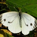 owady z leśnych wycieczek #bielinek #motyl #owad