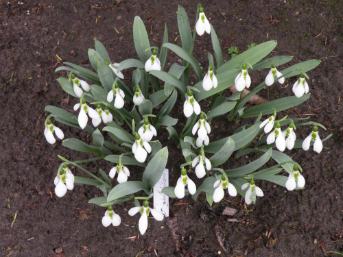 Galanthus sp.