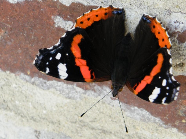 rusałka admirał #motyl #owad #RusałkaAdmirał