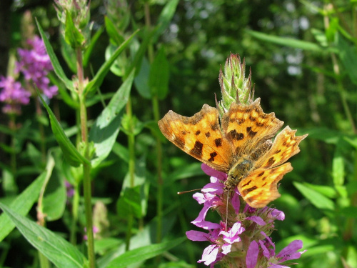 przy bieszczadzkich szlakach #motyle #natura #RusałkaCeik