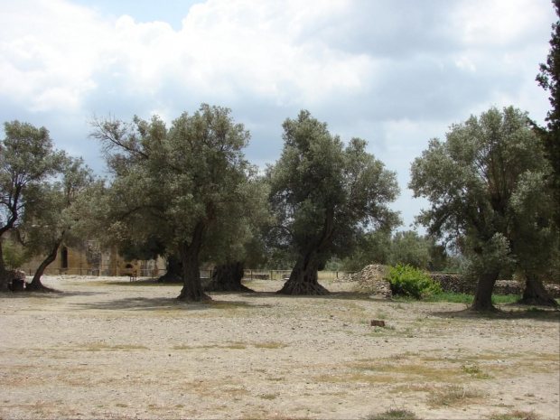 Gortyna wykopaliska otoczone są starożytnym gajem oliwnym , niektóre drzewa mają ponad 500 lat #GortynaKreta