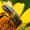 #pszczoła #owad